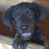 Howie